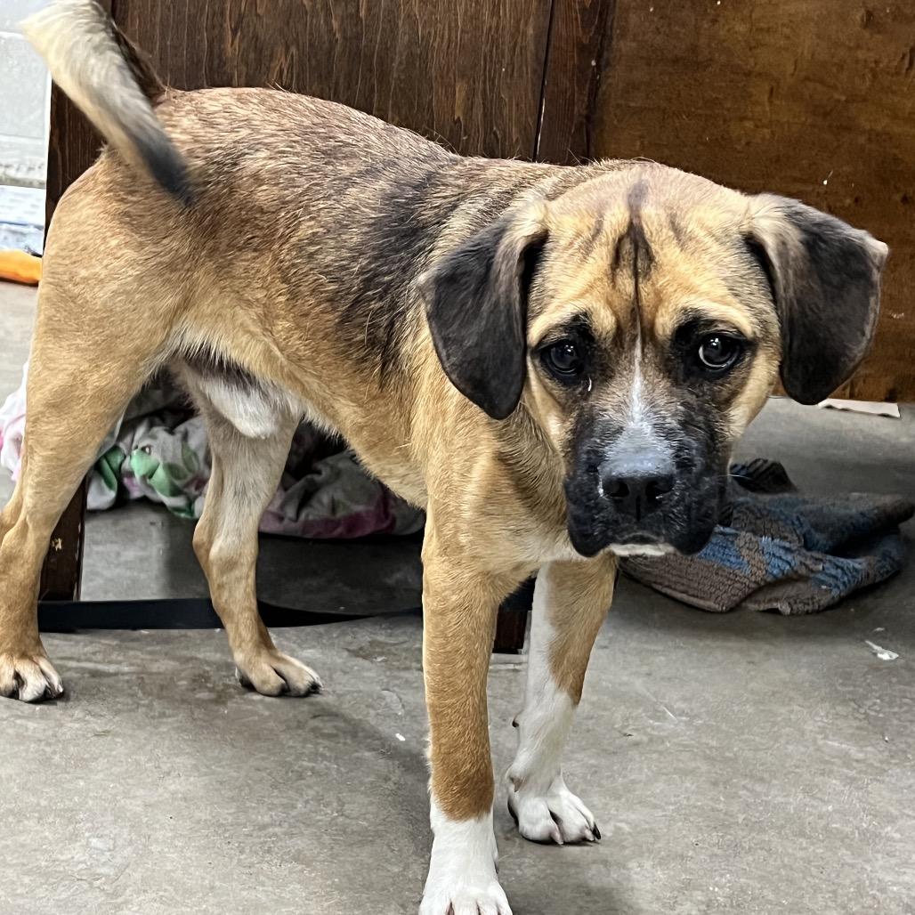 Enlarge Bradley, a Adoptable Mixed Breed in Corbin, KY image 5/6