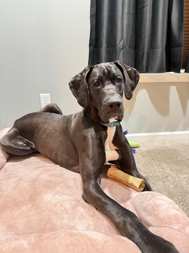 Baka, a Adoptable Great Dane in Amherst, NY image 2/3