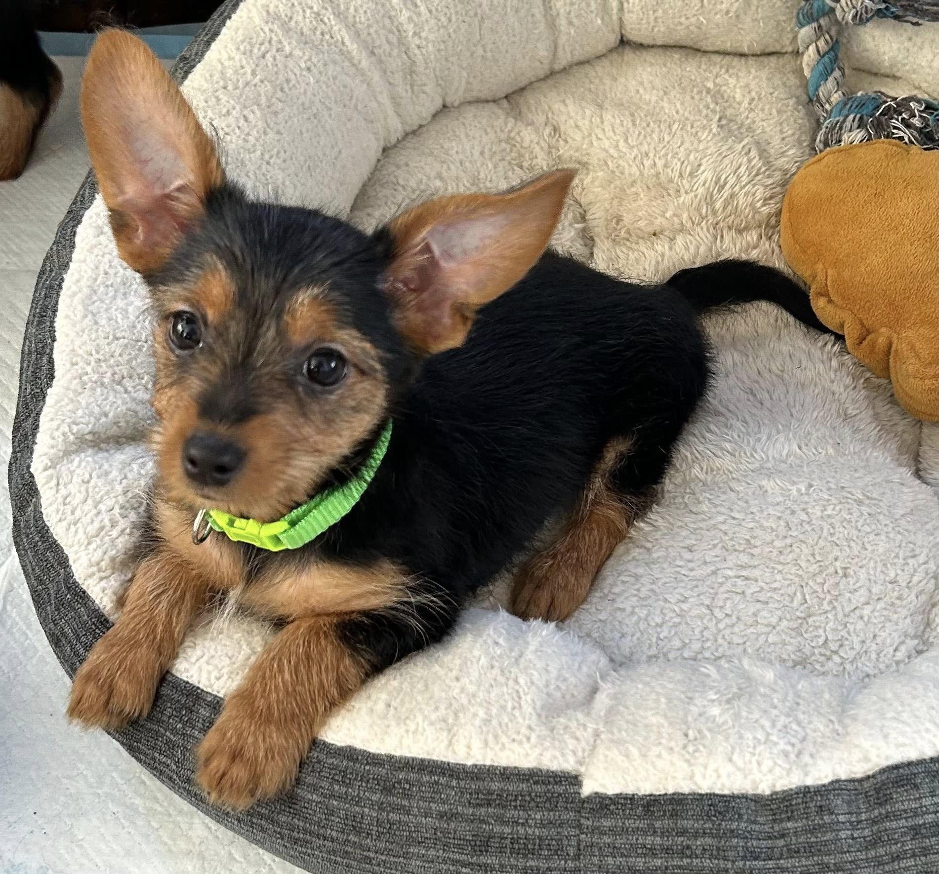 Peter Pan, a ADOPTABLE mixed breed in Marlton, NJ image 4/4