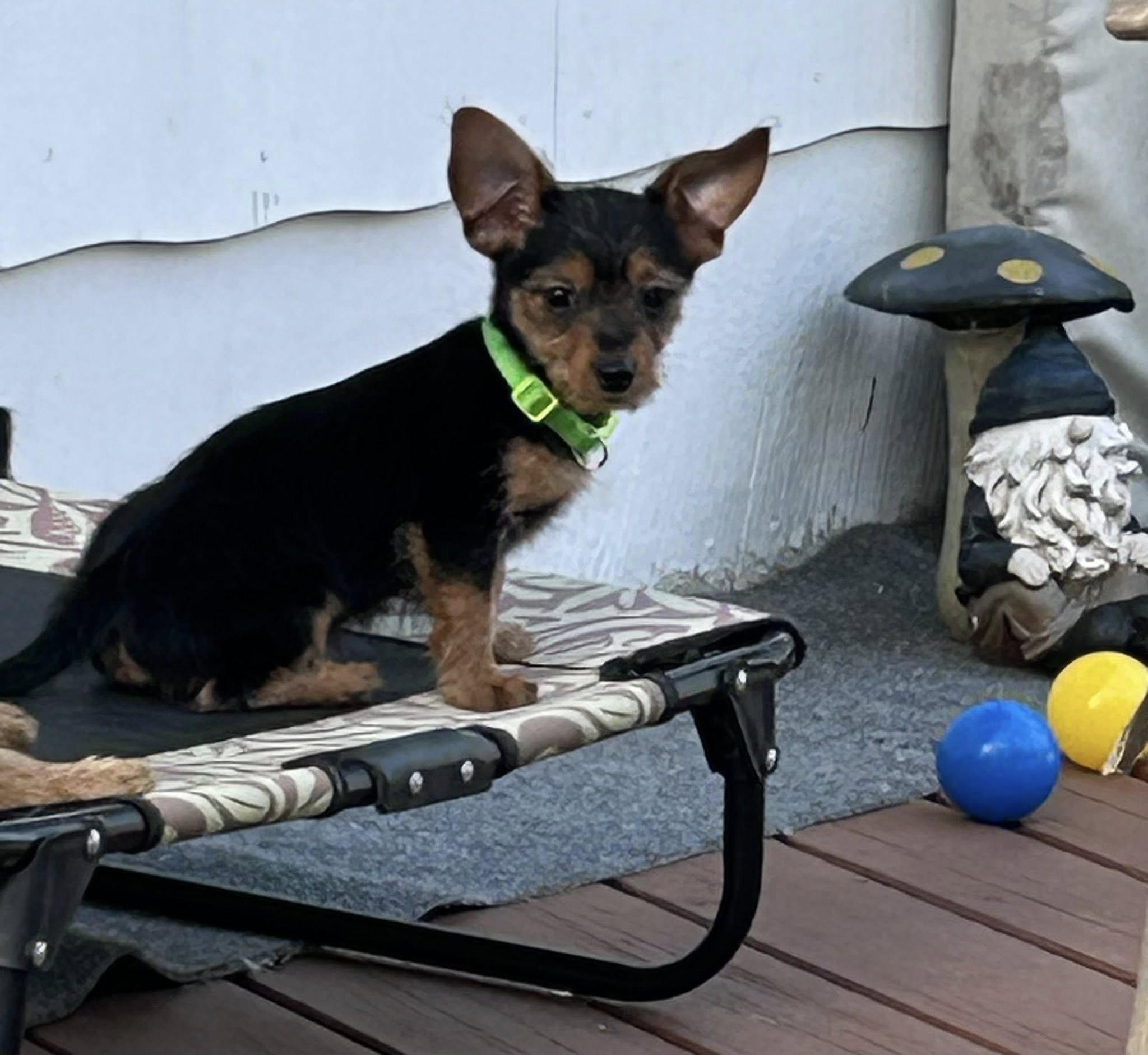 Peter Pan, ADOPTABLE, Puppy Male Chiweenie & Yorkshire Terrier.