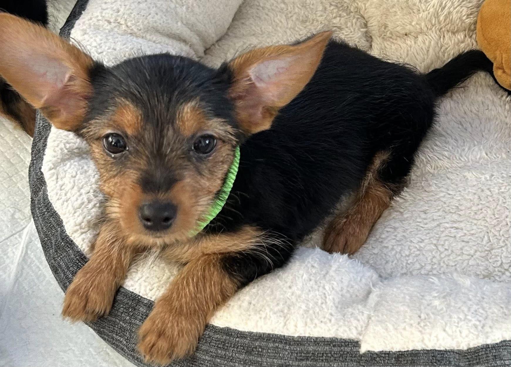 Peter Pan, a ADOPTABLE mixed breed in Marlton, NJ image 2/4