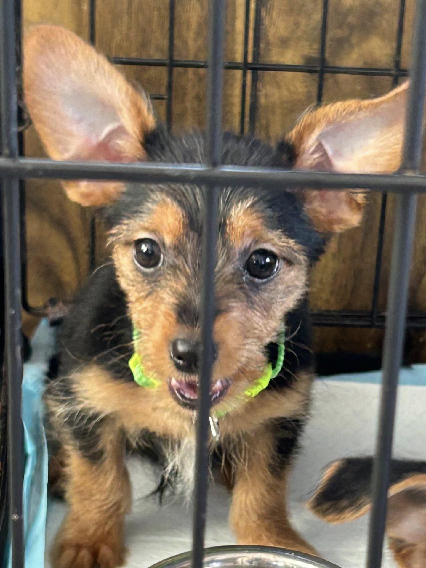 Peter Pan, a ADOPTABLE mixed breed in Marlton, NJ image 3/4