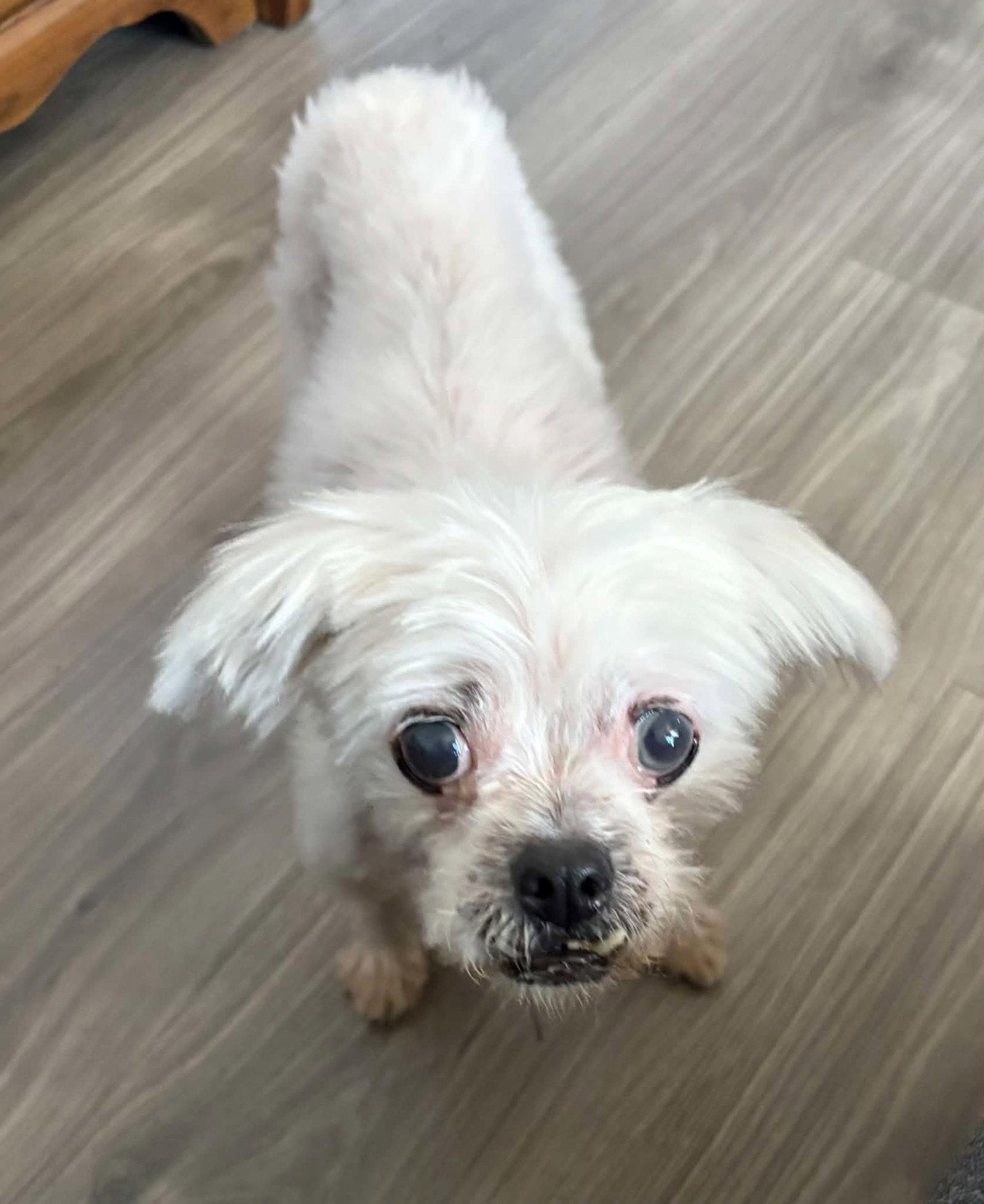 Enlarge Spirit, a Adoptable Shih Tzu in Buffalo, NY image 1/3