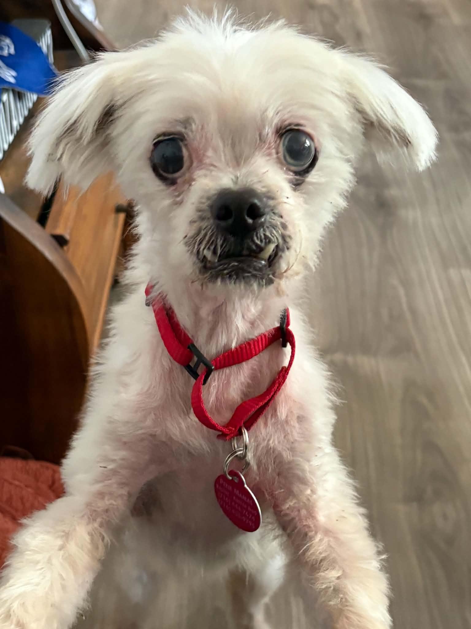 Enlarge Spirit, a Adoptable Shih Tzu in Buffalo, NY image 2/3