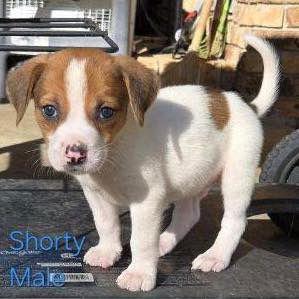 Enlarge Huddy, a Adopted Terrier in Grand Bay, AL image 1/2