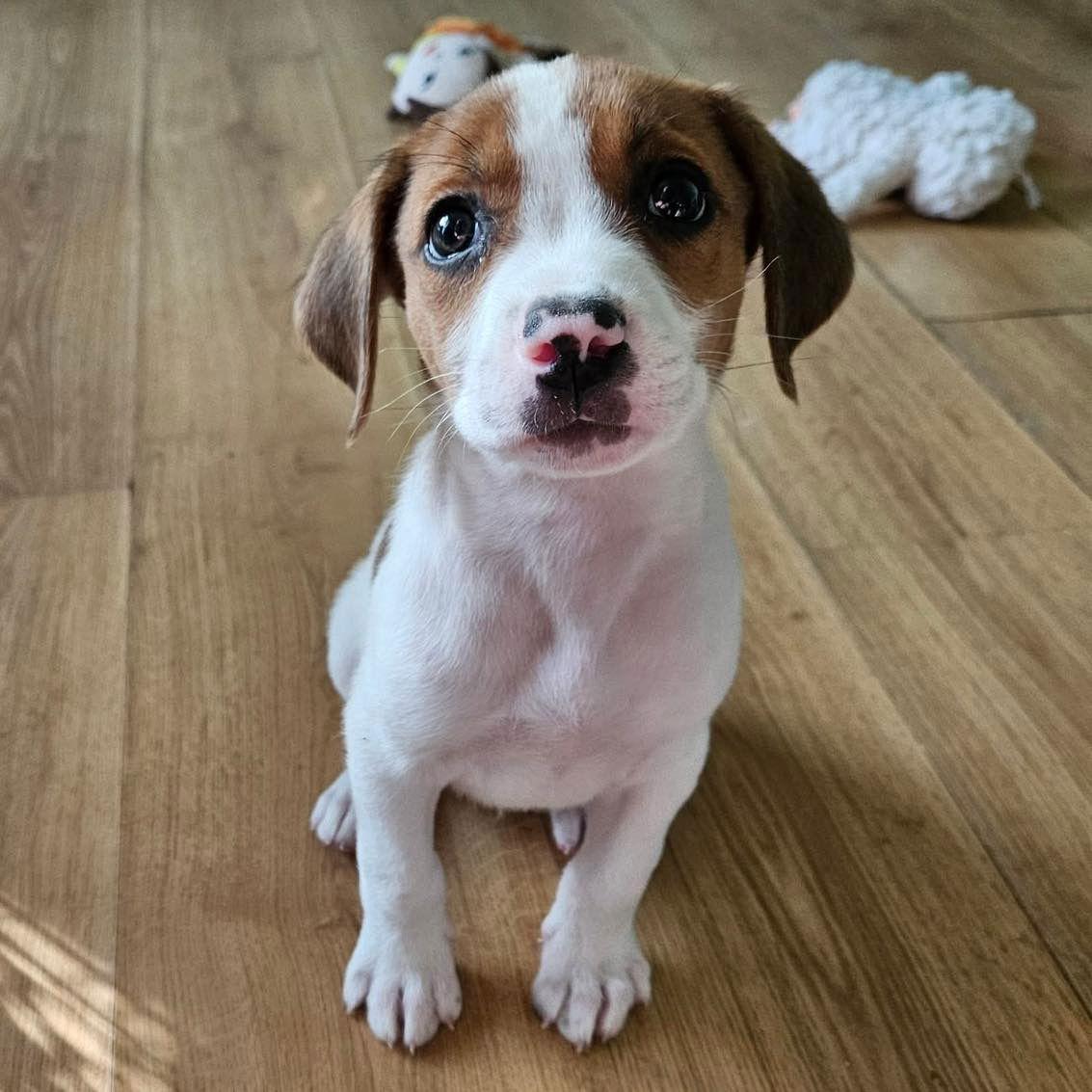 Enlarge Huddy, a Adopted Terrier in Grand Bay, AL image 2/2