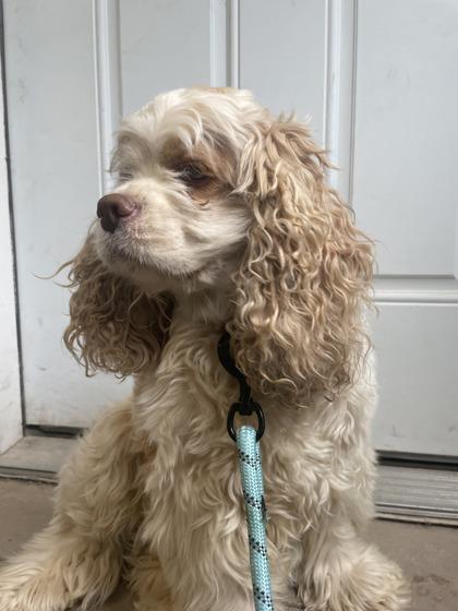 Enlarge Osten, an adopted mixed breed in Bloomsburg, PA image 1/1