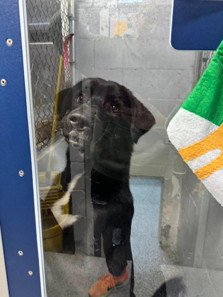 Dash, Adoptable, Young Male Labrador Retriever & Mixed Breed.