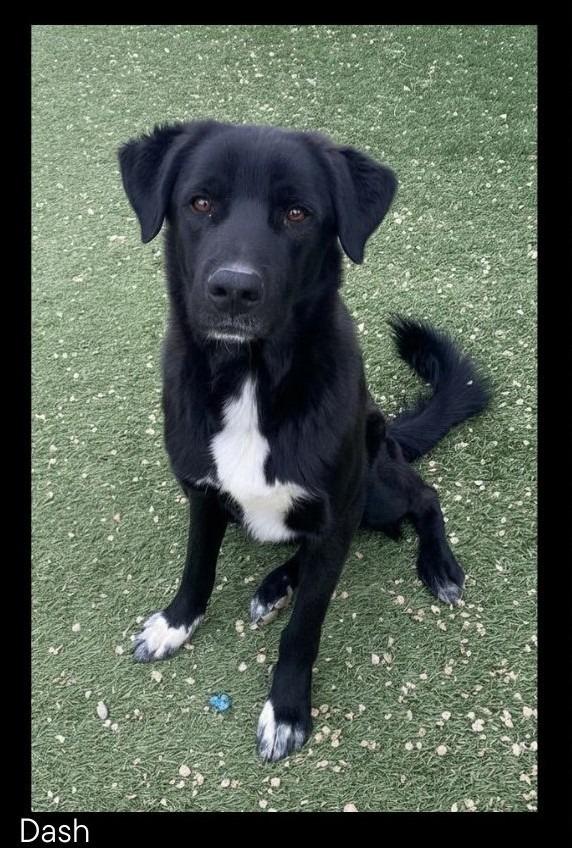 Enlarge Dash, a Adoptable mixed breed in Chino Valley, AZ image 1/3