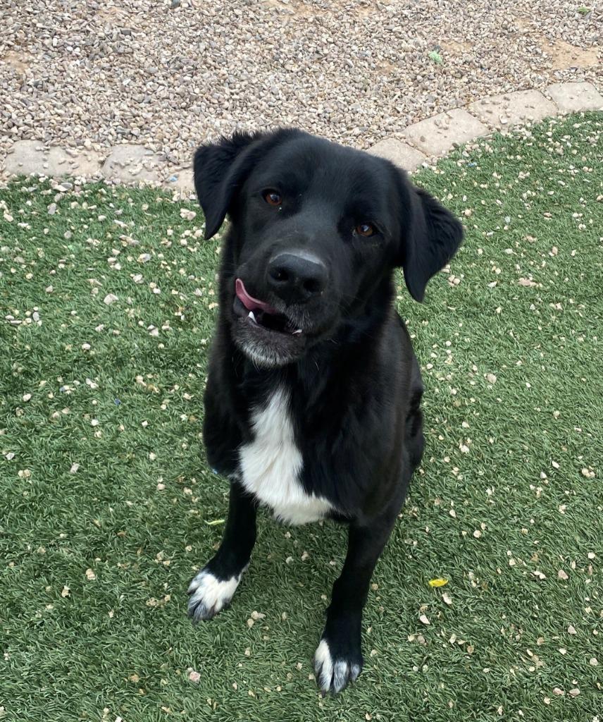 Enlarge Dash, a Adoptable mixed breed in Chino Valley, AZ image 2/3