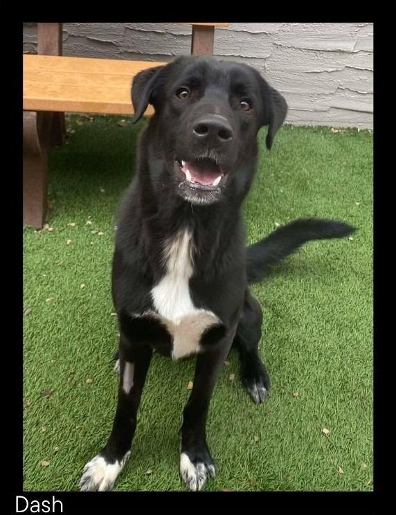 Dash, Adoptable, Young Male Labrador Retriever & Mixed Breed.
