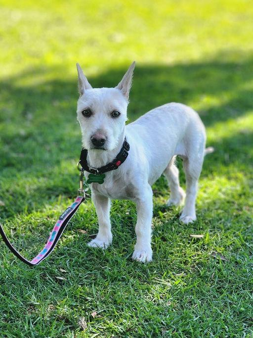 Rosarita, a Adoptable Terrier in Los Angeles, CA image 2/3