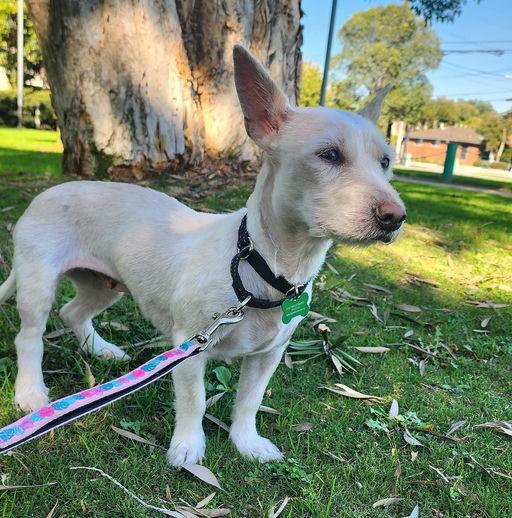 Rosarita, a Adoptable Terrier in Los Angeles, CA image 1/3