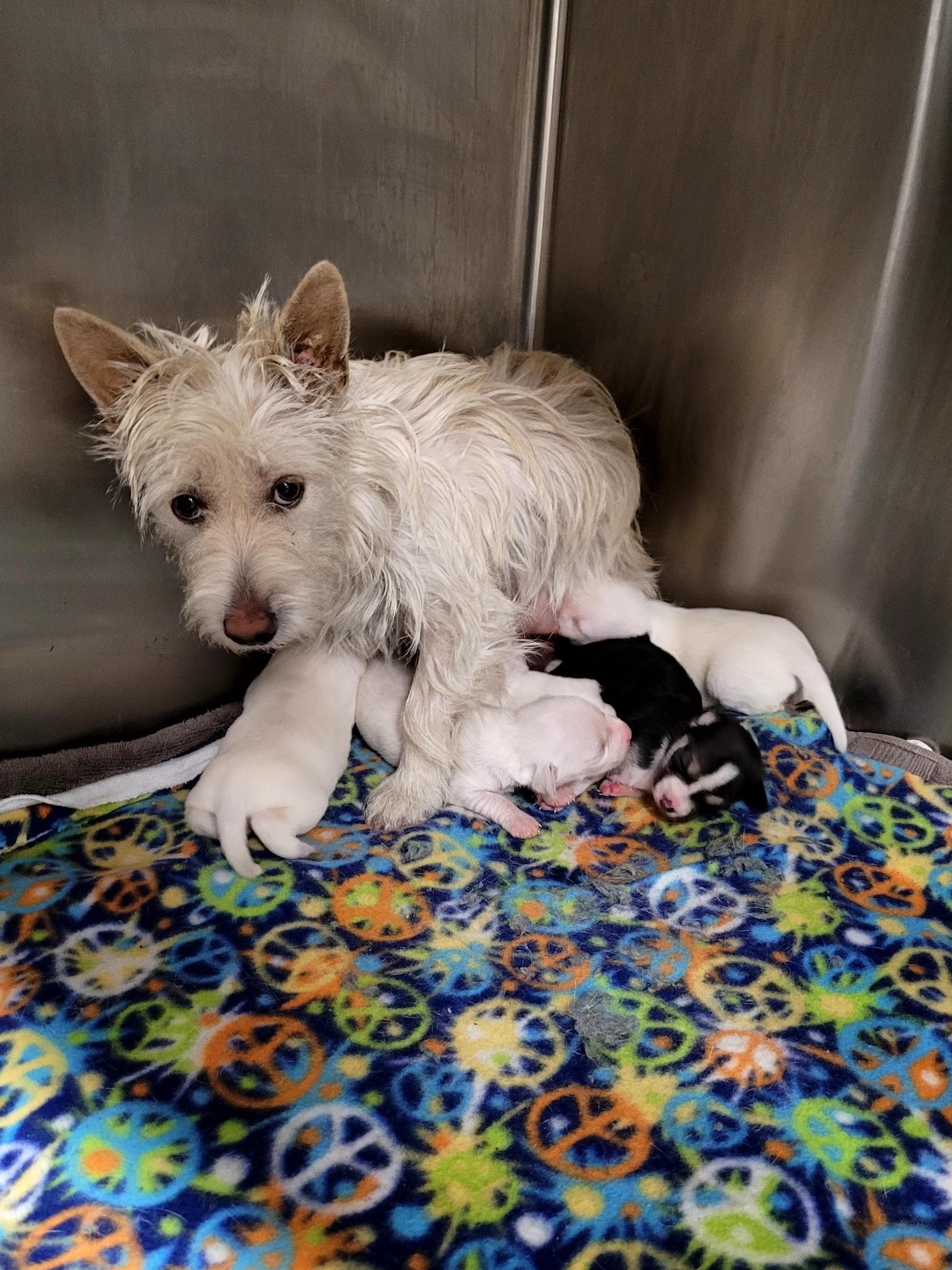 Rosarita, a Adoptable Terrier in Los Angeles, CA image 3/3