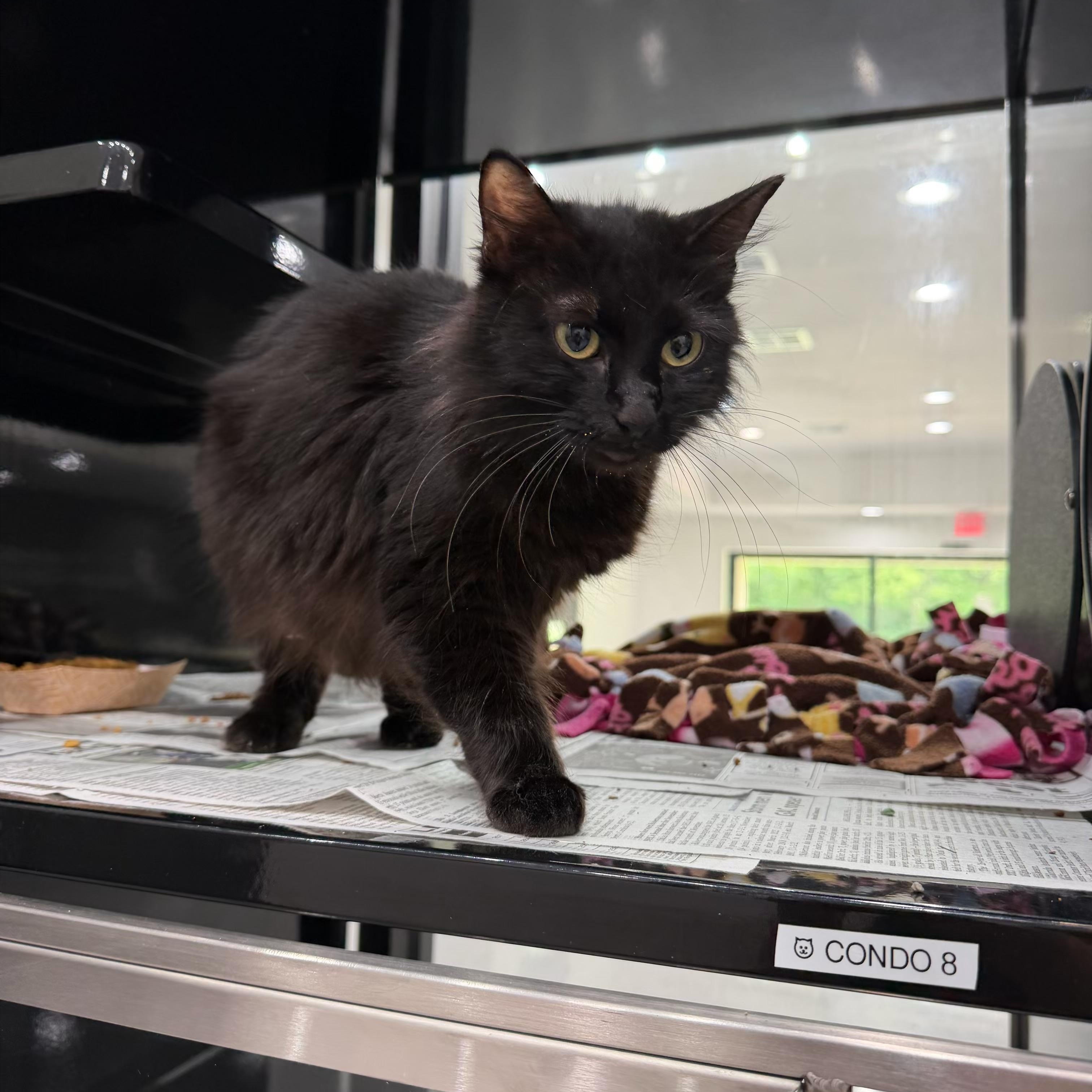 Calypso, ADOPTABLE, Adult Female Domestic Long Hair.