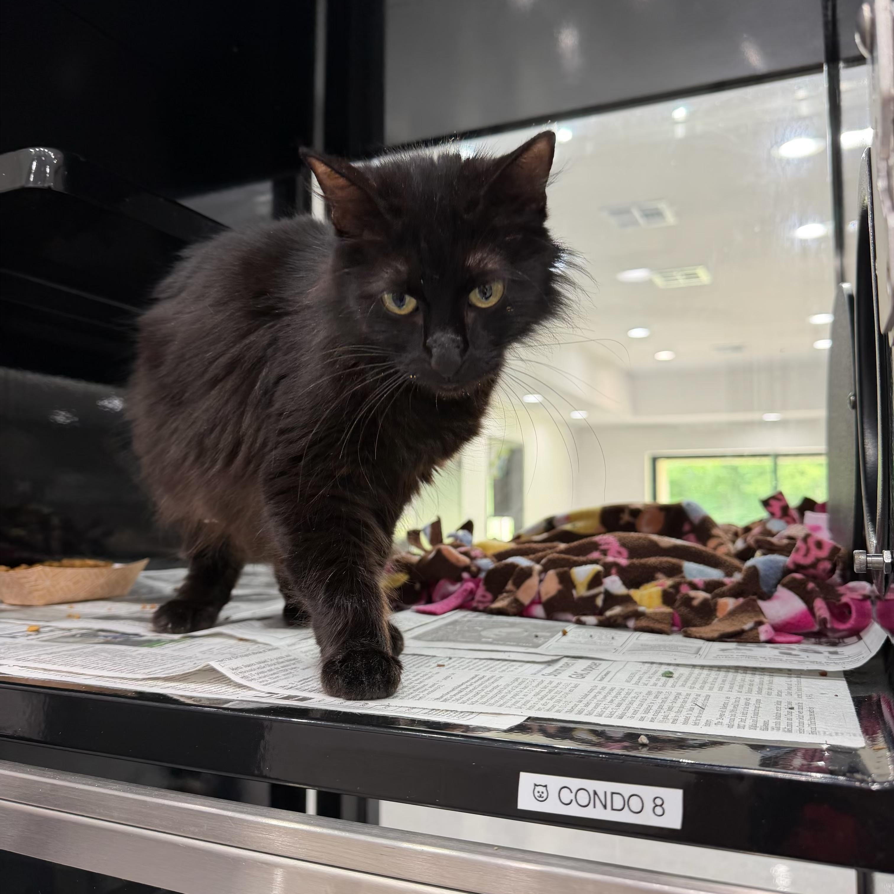 Enlarge Calypso, a ADOPTABLE Domestic Long Hair in Sherman, TX image 2/2