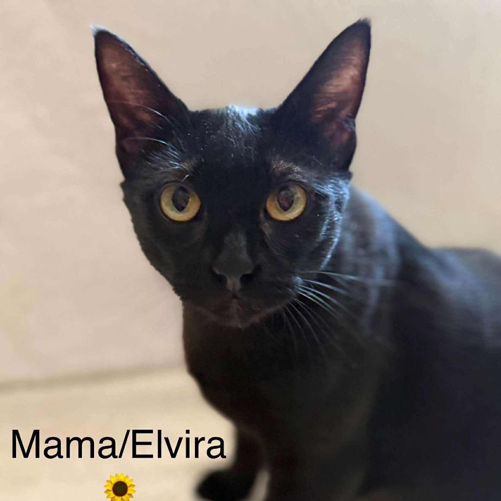 Elvira  (Mom), Adoptable, Adult Female Domestic Short Hair.