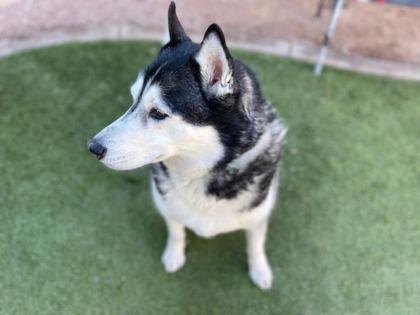 Enlarge House, a Adoptable mixed breed in Phoenix, AZ image 3/3