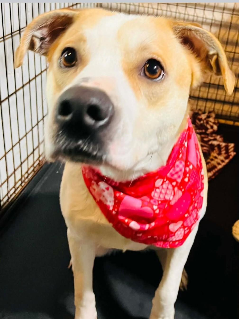 Enlarge KAHLUA, a ADOPTABLE mixed breed in Coudersport, PA image 1/1