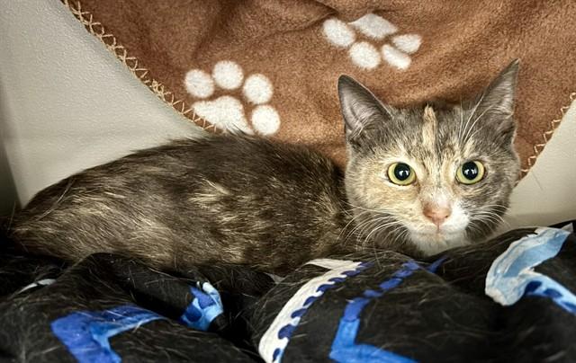 Enlarge SAMMI, a Adoptable Domestic Short Hair in Kalamazoo, MI image 1/1