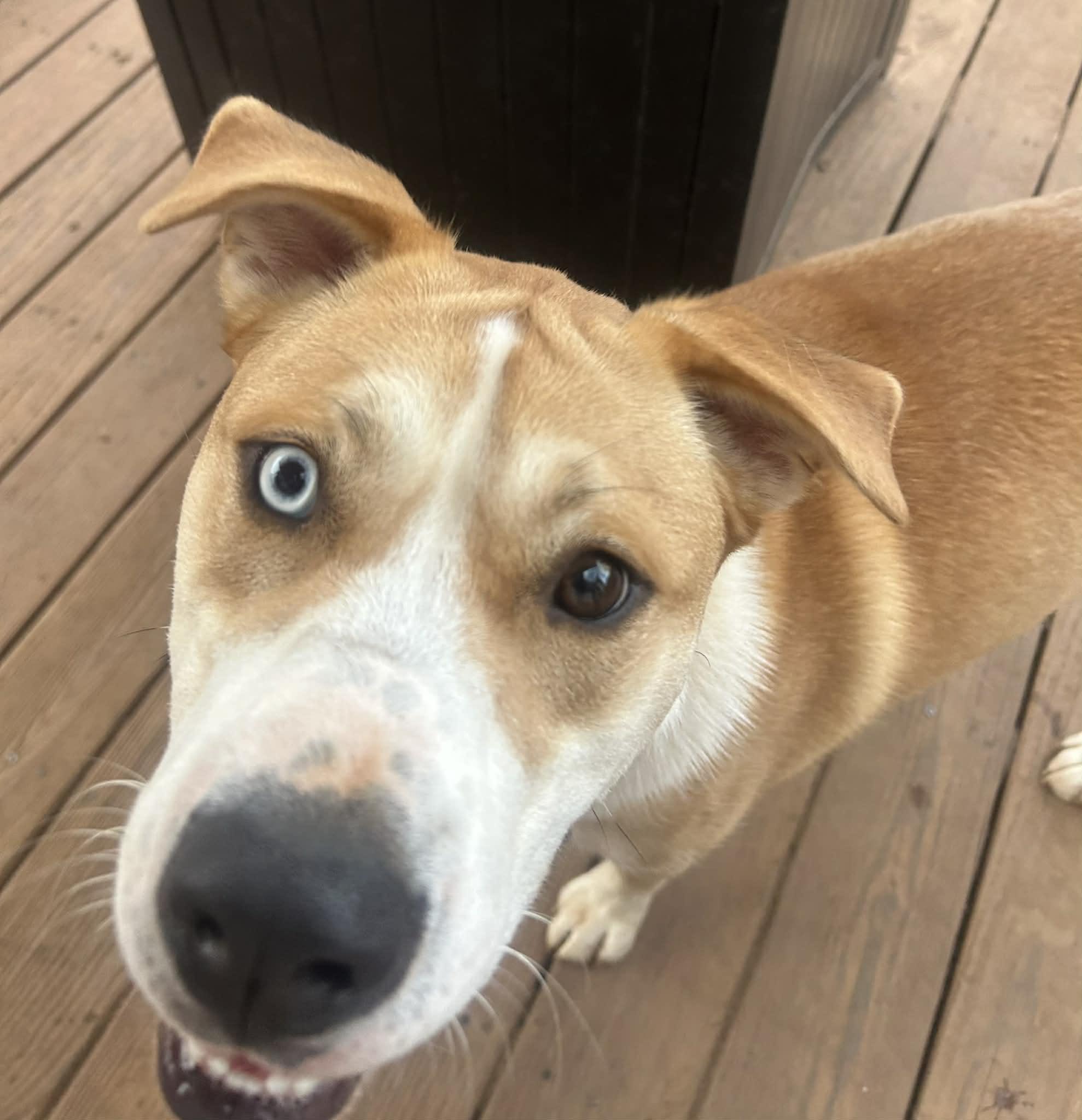 Dodge, Adoptable, Young Male Siberian Husky & Labrador Retriever.