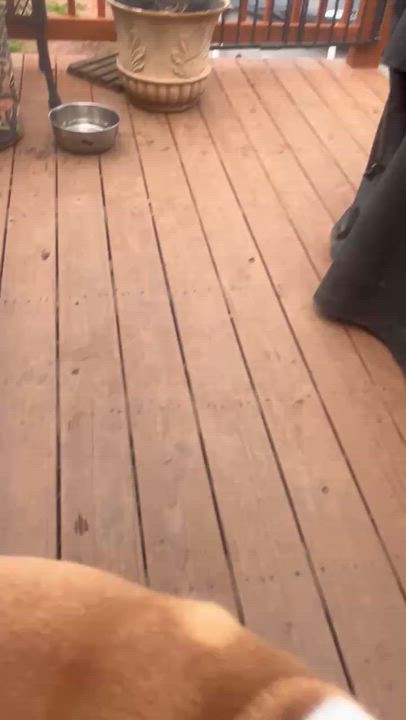 Enlarge Dodge, a Adoptable mixed breed in Atlanta, GA video 5/5