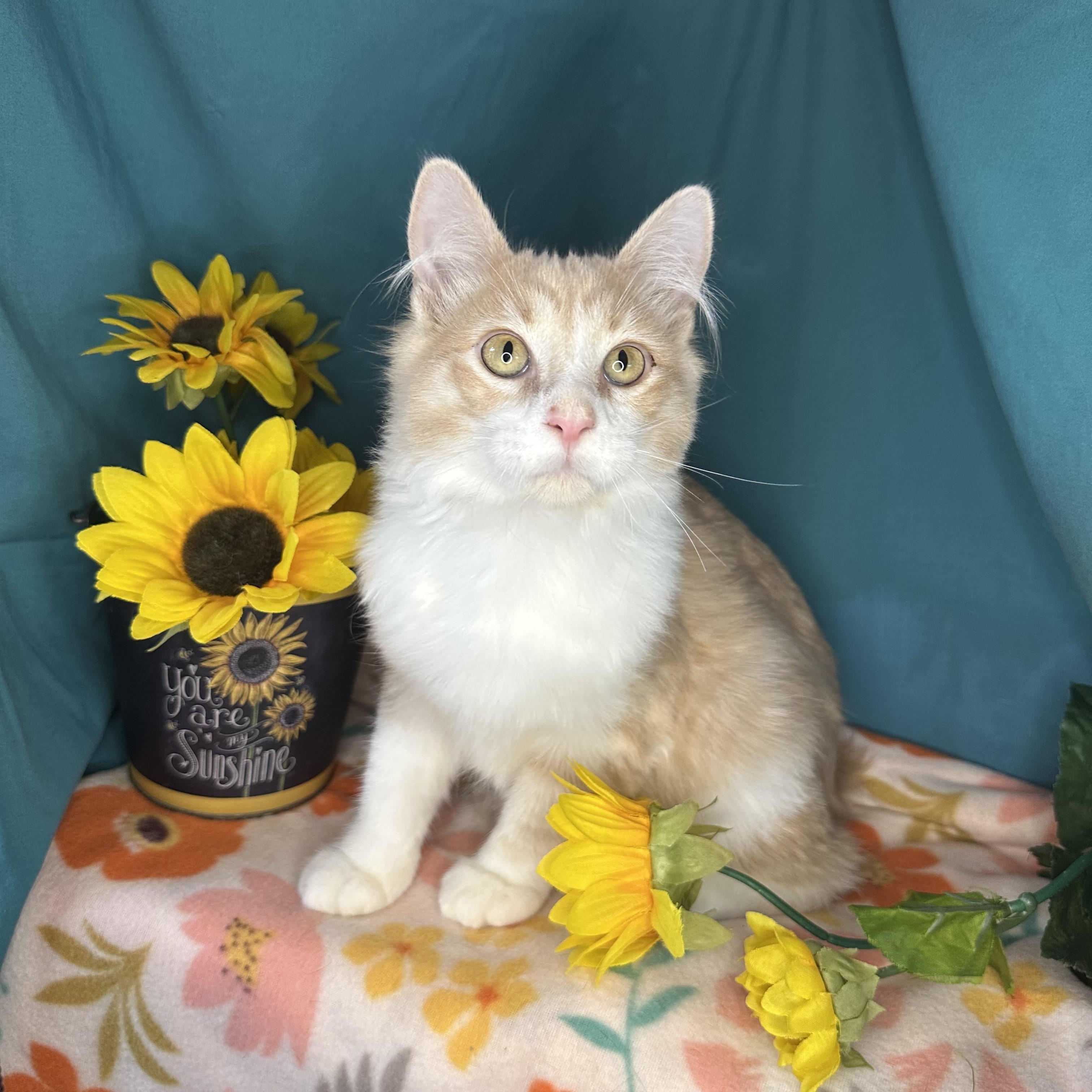 Melvin, an adoptable Maine Coon, Siberian in Mount Vernon, IL, 62864 | Photo Image 1