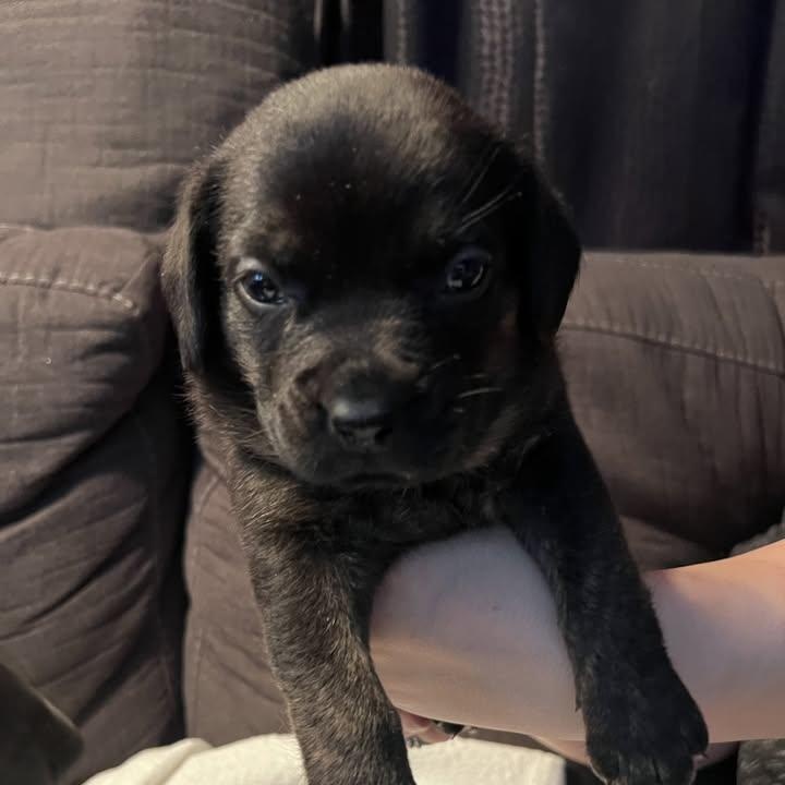 Enlarge Wallen (20260422-08), an adopted mixed breed in Thorold, ON image 2/2