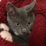 Enlarge Barb *At Petco*, an adoptable Domestic Short Hair in Watertown, WI image 1/1
