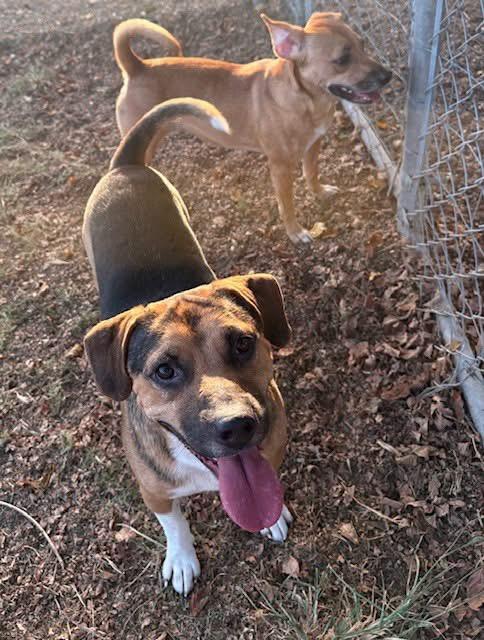Enlarge Outlaw, a Adoptable mixed breed in Southaven , MS image 4/4