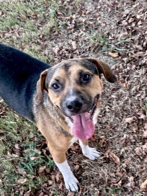 Outlaw, Adoptable, Young Male Beagle & Puggle.