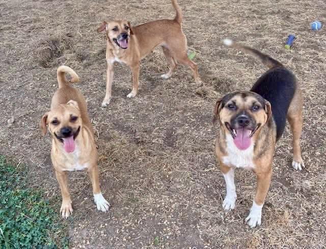 Enlarge Outlaw, a Adoptable mixed breed in Southaven , MS image 3/4