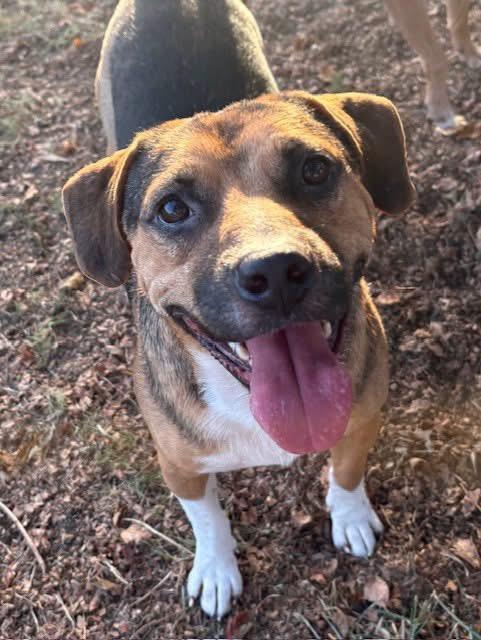 Enlarge Outlaw, a Adoptable mixed breed in Southaven , MS image 2/4