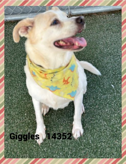 GIGGLES(also see SMILEY), a Adoptable mixed breed in Marietta, GA image 3/5