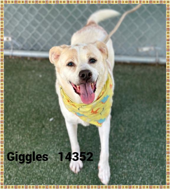 GIGGLES(also see SMILEY), a Adoptable mixed breed in Marietta, GA image 4/5
