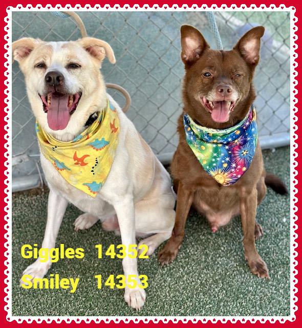 GIGGLES(also see SMILEY), a Adoptable mixed breed in Marietta, GA image 2/5