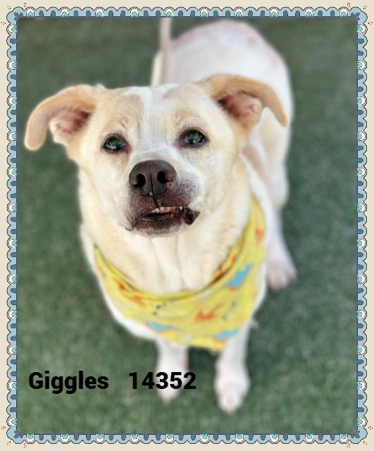 GIGGLES(also see SMILEY), a Adoptable mixed breed in Marietta, GA image 5/5