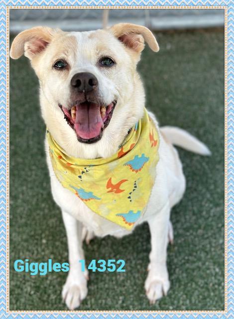 GIGGLES(also see SMILEY), a Adoptable mixed breed in Marietta, GA image 1/5