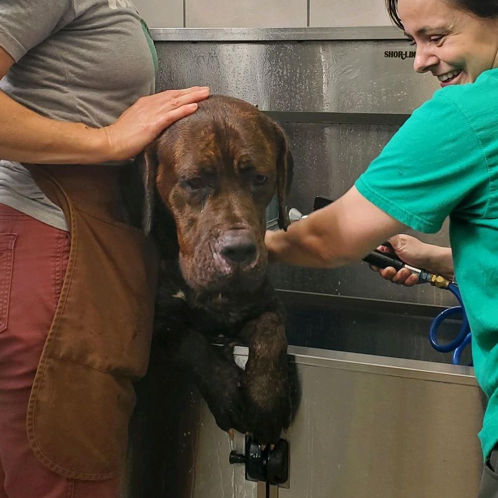 Sapphire, Adoptable, Adult Female Mastiff & Mixed Breed.