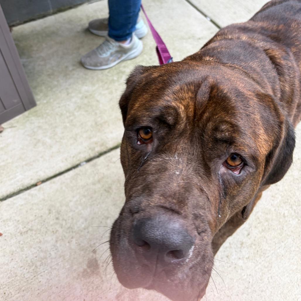 Enlarge Sapphire, a Adoptable mixed breed in Oak Park, IL image 2/5