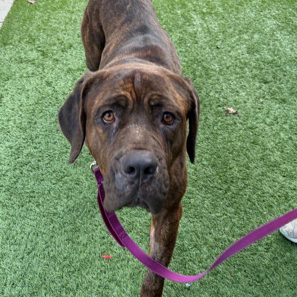 Enlarge Sapphire, a Adoptable mixed breed in Oak Park, IL image 4/5
