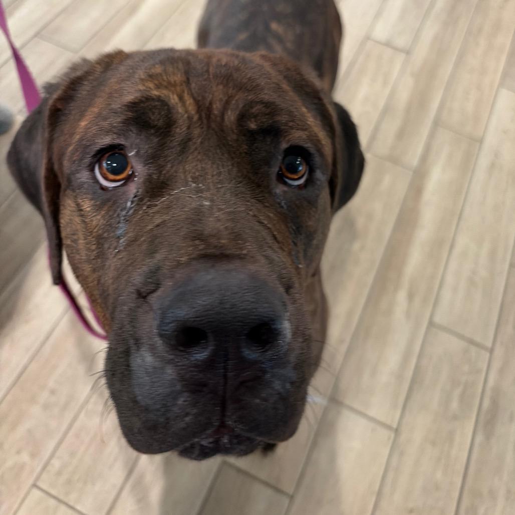 Enlarge Sapphire, a Adoptable mixed breed in Oak Park, IL image 5/5