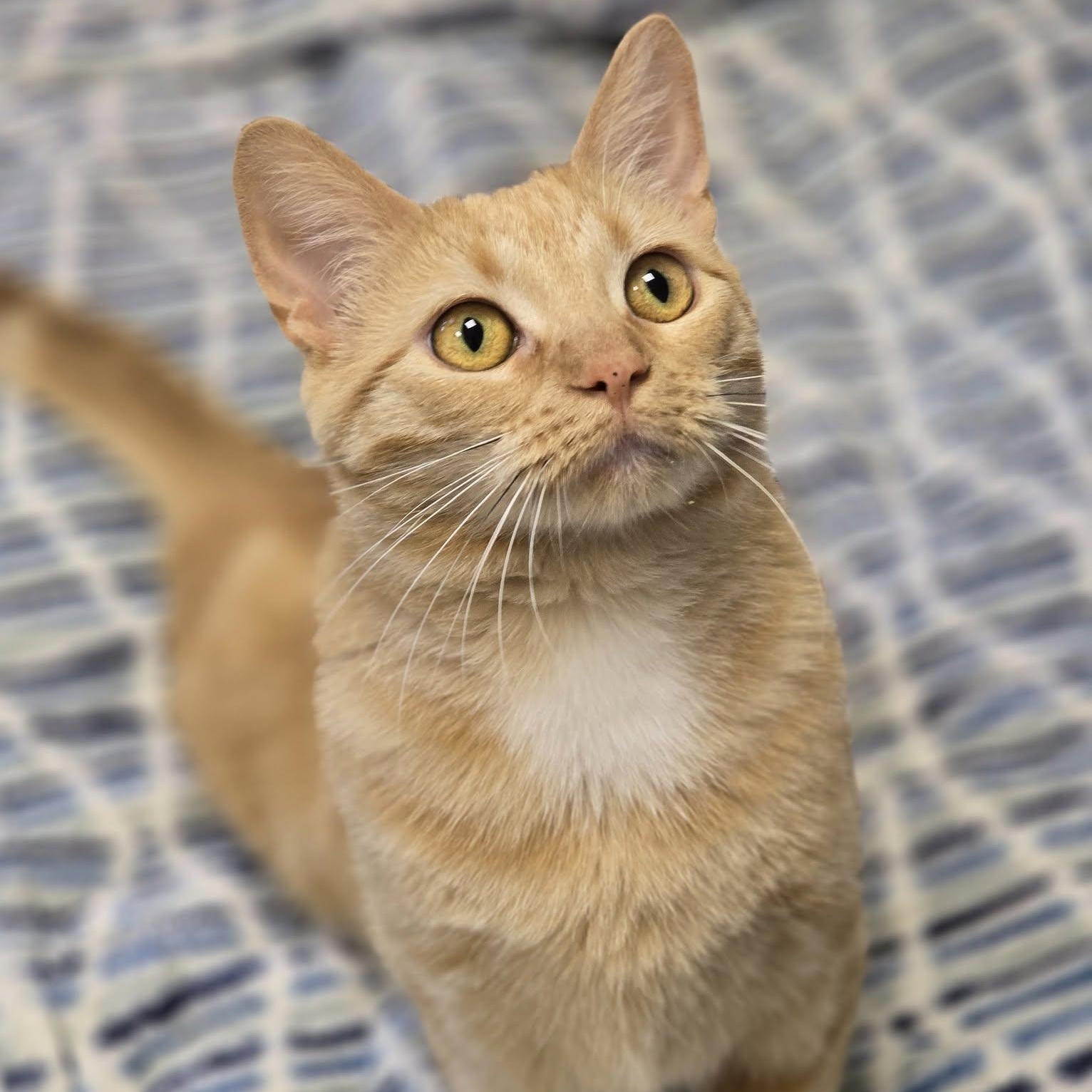 Enlarge Hush, a ADOPTABLE Domestic Short Hair in Effingham, IL image 1/3