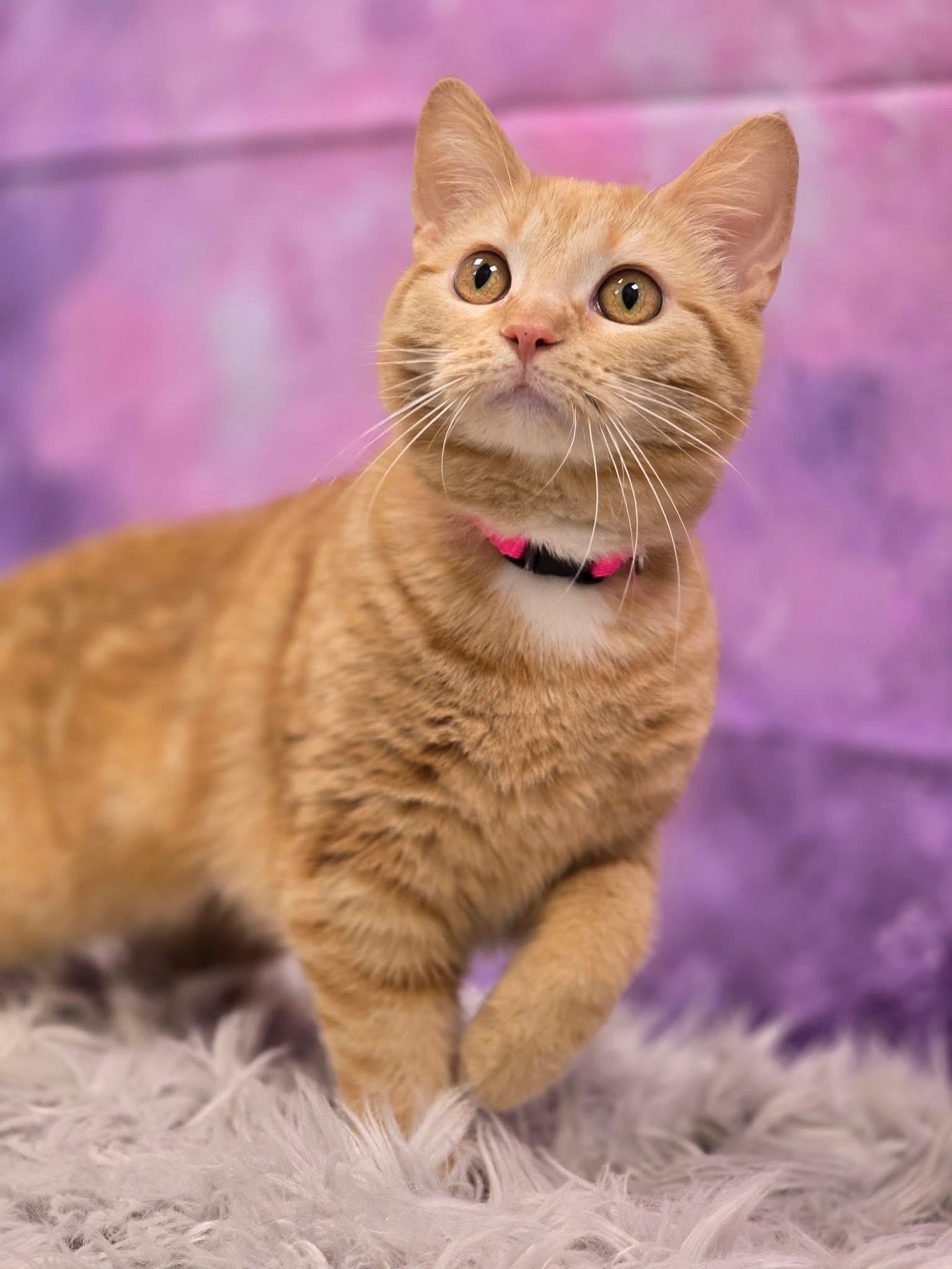 Enlarge Hush, a ADOPTABLE Domestic Short Hair in Effingham, IL image 2/2