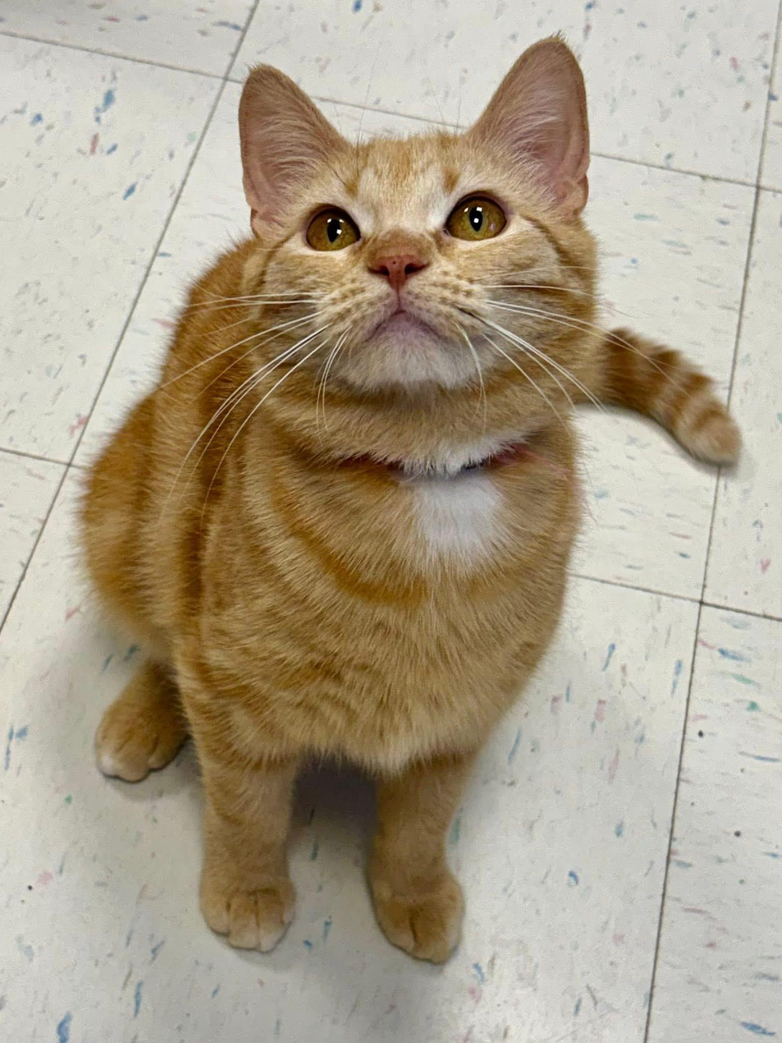 Enlarge Hush, a ADOPTABLE Domestic Short Hair in Effingham, IL image 1/2