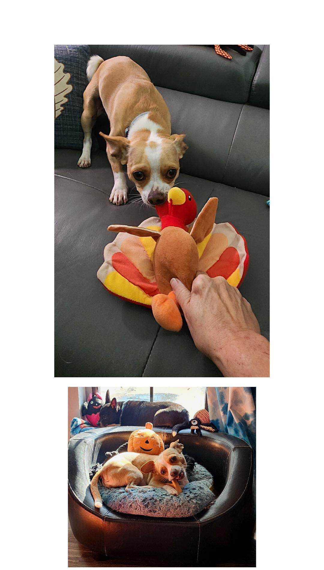 Nacho, a Adoptable Mixed Breed in Lake Geneva, WI image 2/6