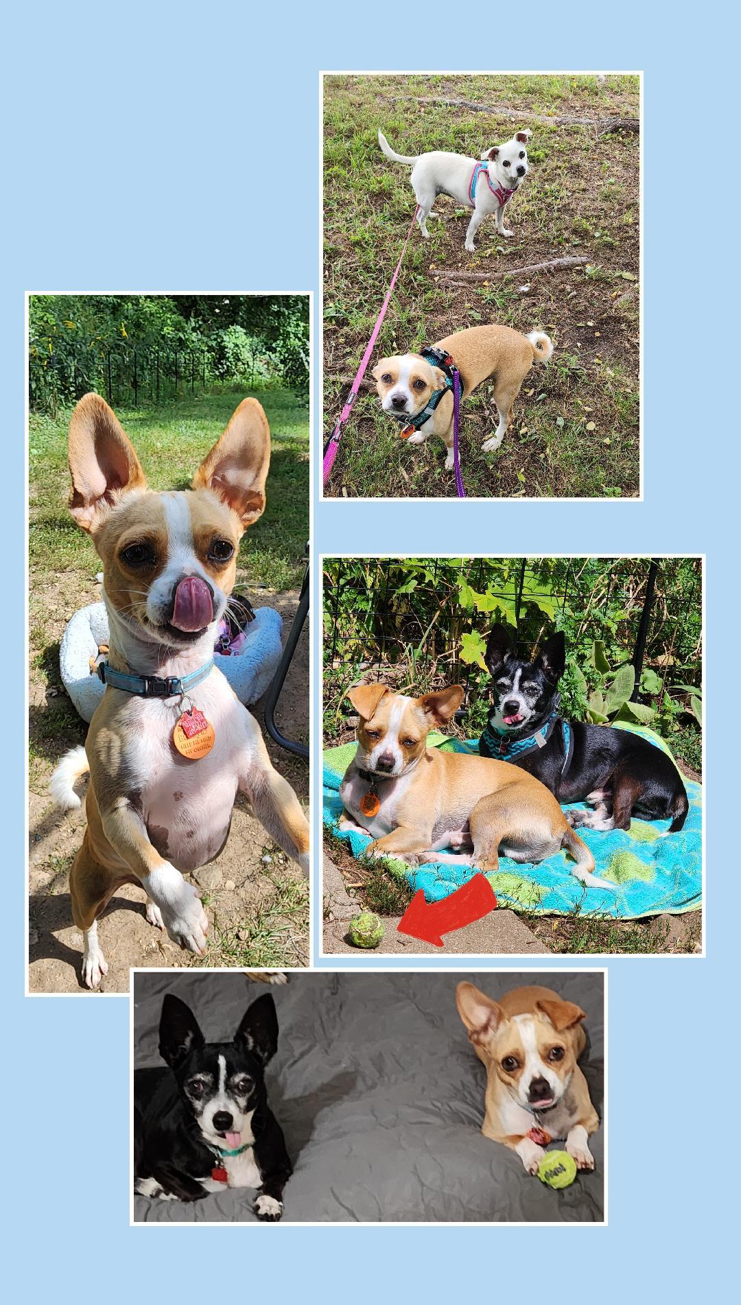 Nacho, a Adoptable Mixed Breed in Lake Geneva, WI image 5/6