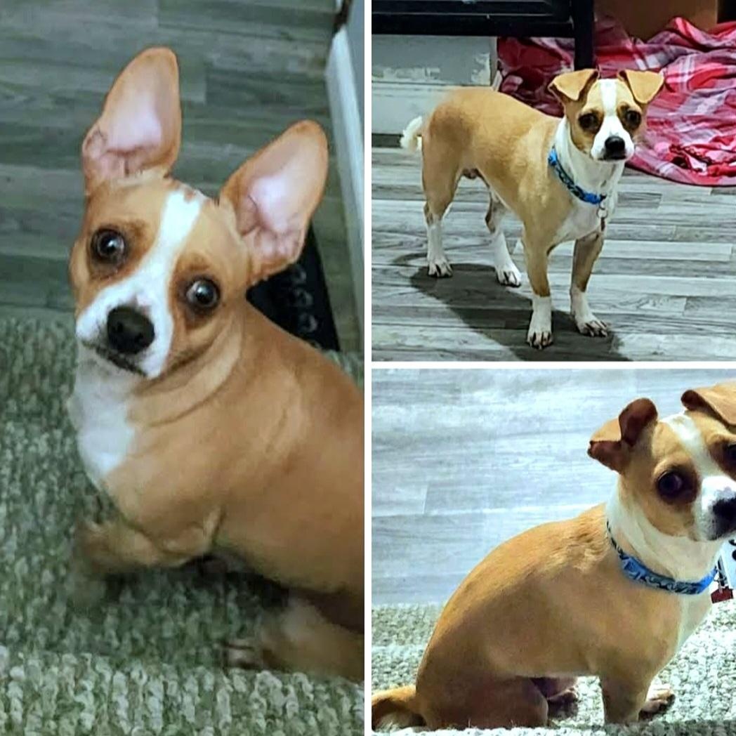 Nacho, a Adoptable Mixed Breed in Lake Geneva, WI image 3/6