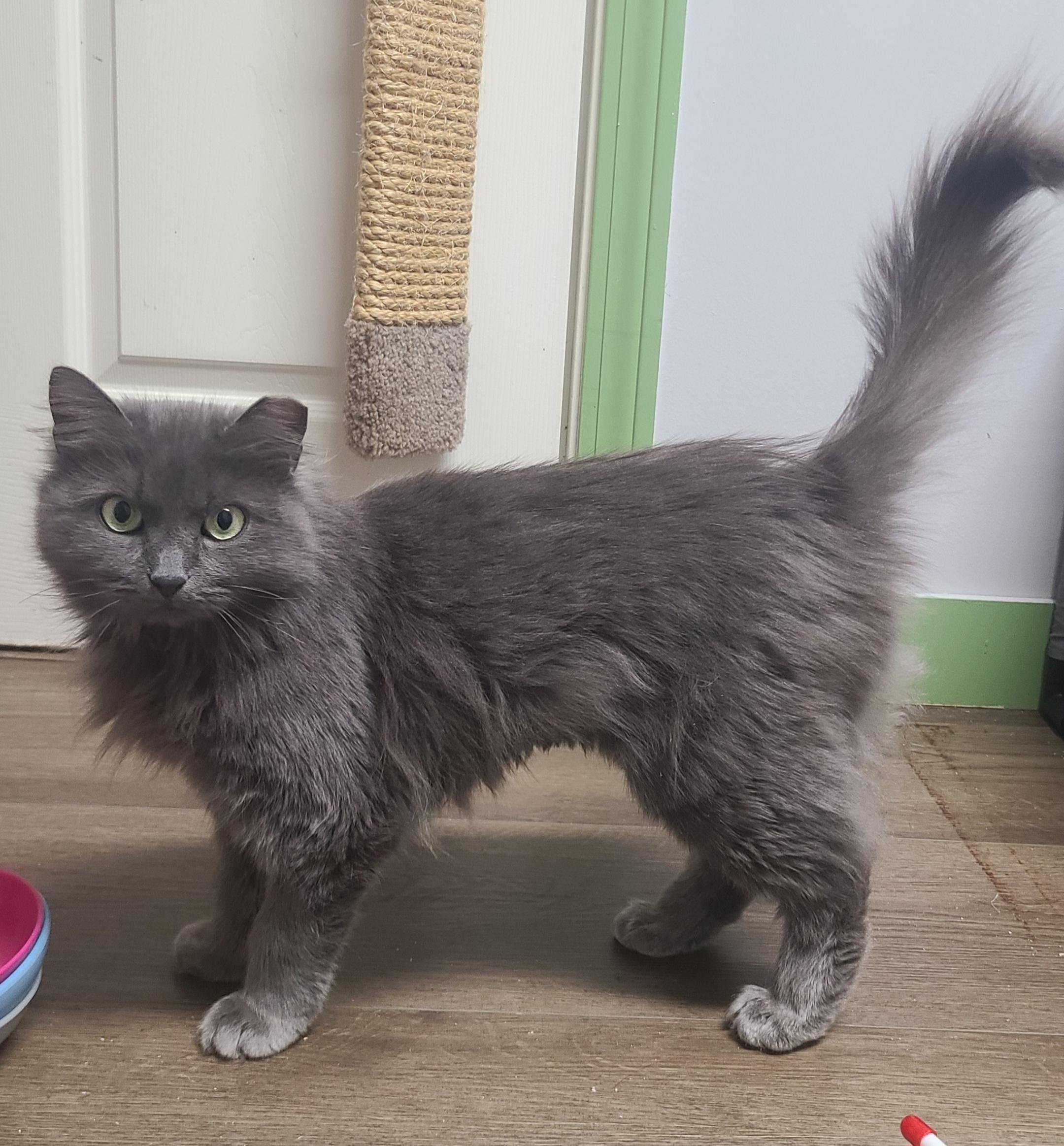 Chantilly, Adoptable, Adult Female Domestic Long Hair.