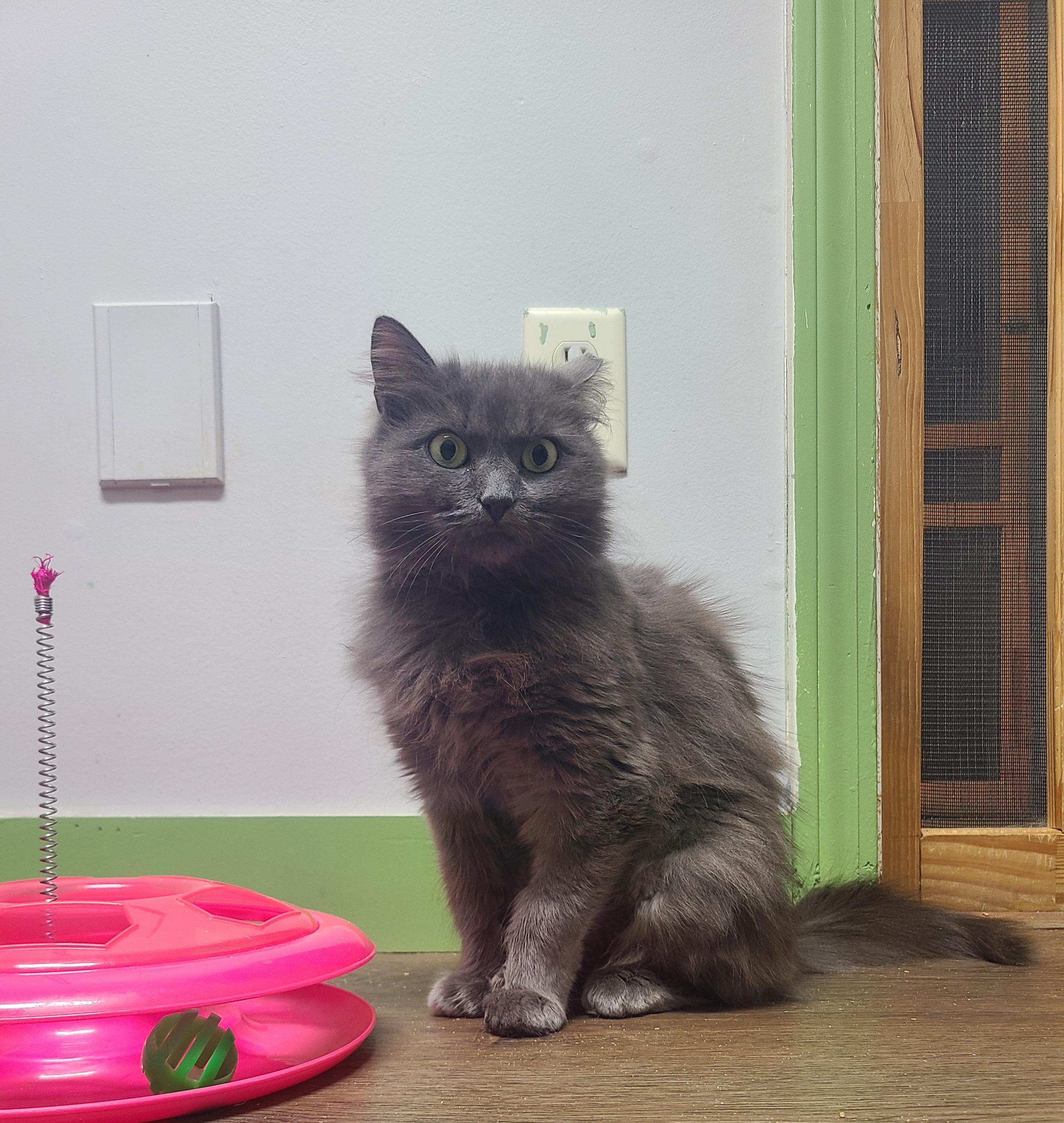 Chantilly, a Adoptable Domestic Long Hair in Orleans, VT image 1/2